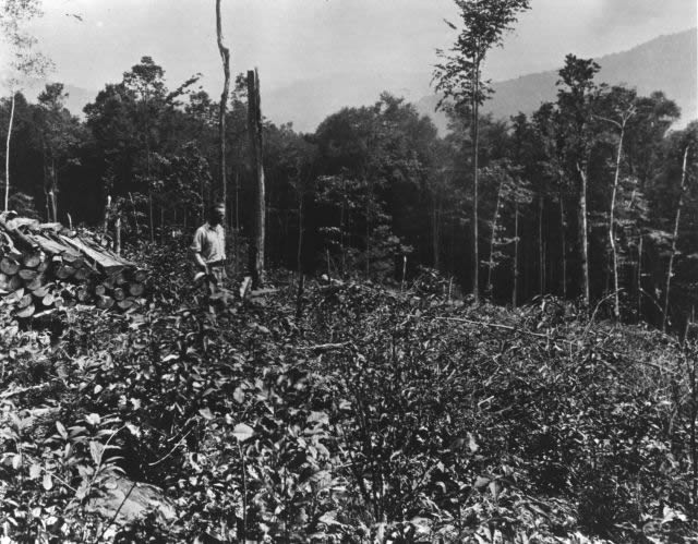 Vintage photo of clearcut area in the Allegheny National Forest