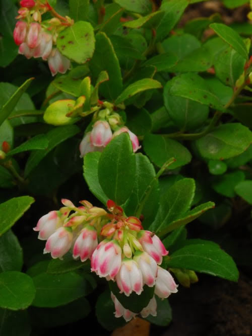 Pink and White Blooms of the Box Huckleberry Plant