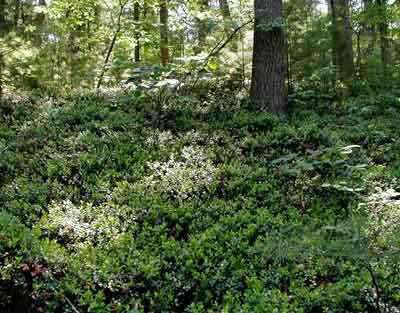 The Colony of Box Huckleberry thickly covers the forest floor