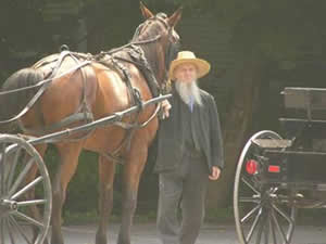 Man with Horse and Buggy
