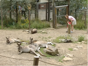 Kangaroos lolling in the Kangaroo Yard
