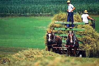 Amish Farm Cart