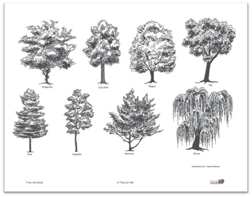 Handout of Tree Varieties, link to PDF