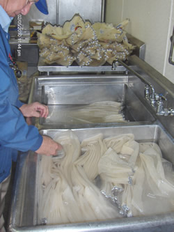Casings being prepared for making lebanon bologna