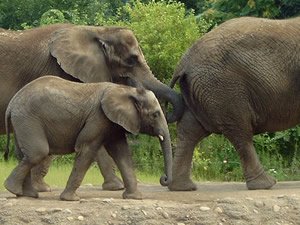 Baby Elephant follows the adults