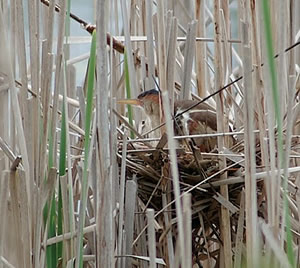 Female Bittern in nest