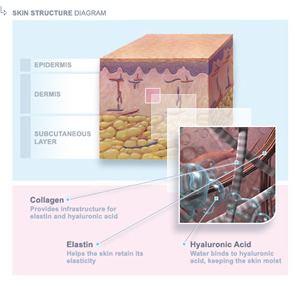 Skin Structure Diagram
