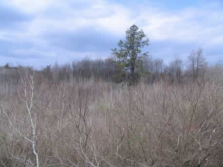 A Pitch Pine amid the scrub oak